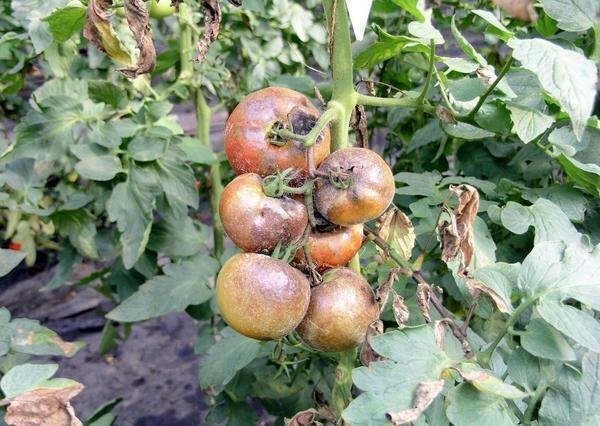 To overcome gray rot on tomatoes it is possible independently, if correctly to carry out preventive procedures