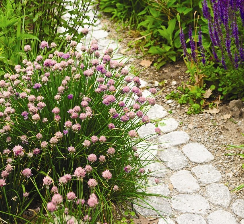 The path of paving slabs, surrounded by garden flowers