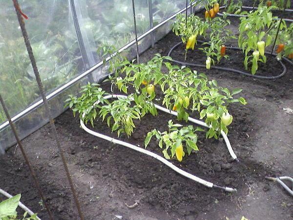 By arranging watering in the greenhouse, experienced gardeners recommend adhering to several rules
