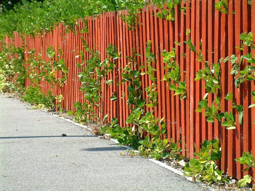 Tradicinė tvoros, dažytos šviesiomis spalvomis