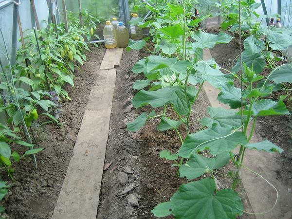 Peppers og agurker anbefales til dyrkning slips
