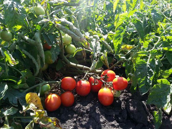 Tomater Asvon F1 kan dyrkes i store områder