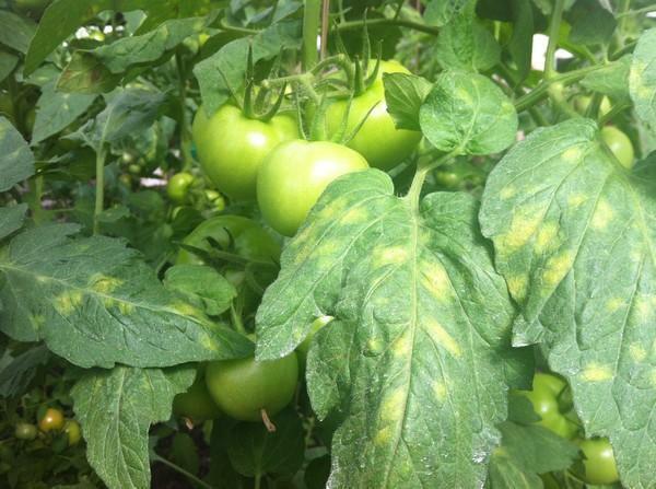 Tomaat ziekten kunnen worden in verband met overtreding van de voorwaarden van de plantenteelt