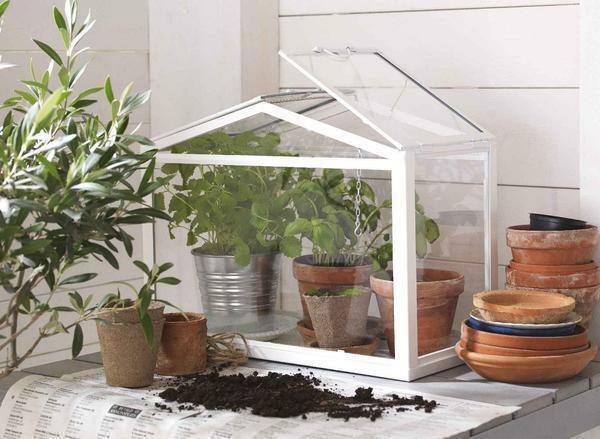 Az ablakpárkányon, egy üvegházban ajánlott nő könnyű kedvelő növényeket