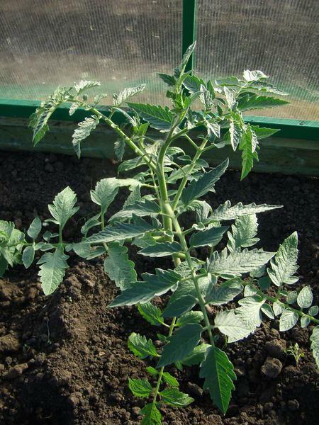 Seedling tomato should be planted in heated soil