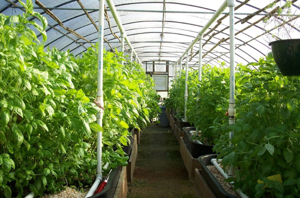 Planting vegetables in a polycarbonate greenhouse is quite popular