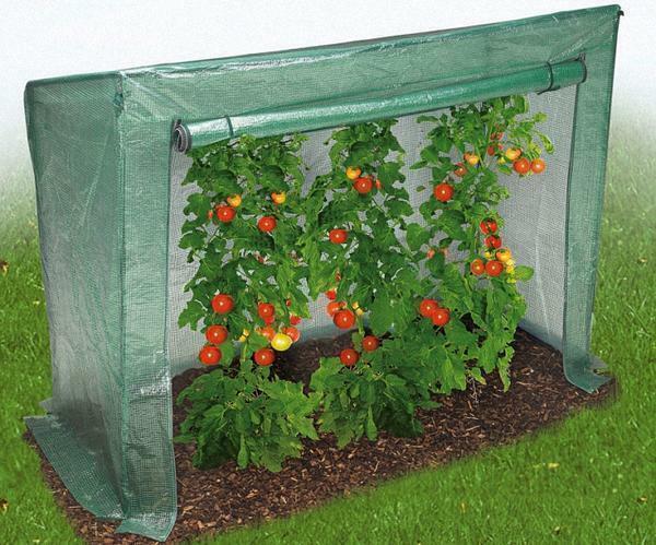 A greenhouse for a tomato is easy and simple to make by own hands