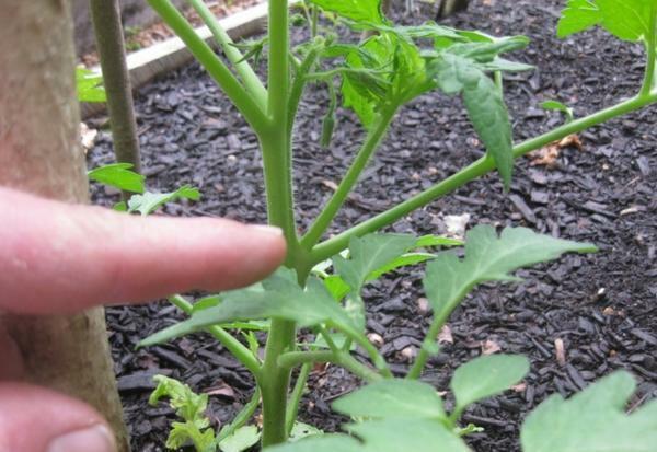 For better maturation tomatoes need to be patched