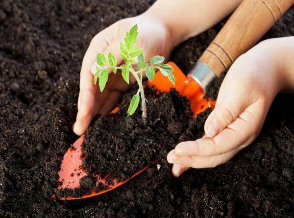 Antes de plantar as mudas precisam determinar a acidez do solo